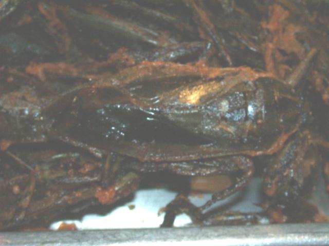 Roasted cockroaches