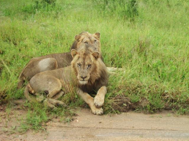Lions in Kruegar
      Nation Park, South Africa